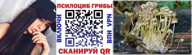купить   Саянск  Галлюциногенные грибы Cubensis 