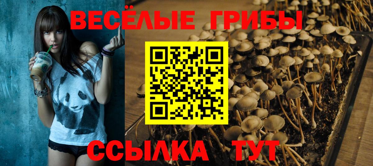Саянск  Псилоцибиновые грибы прущие грибы  Вход с VPN  Галлюциногенные грибы Psilocybine cubensis 